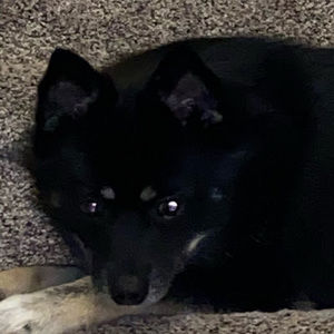 Meet your Posher, Mistral